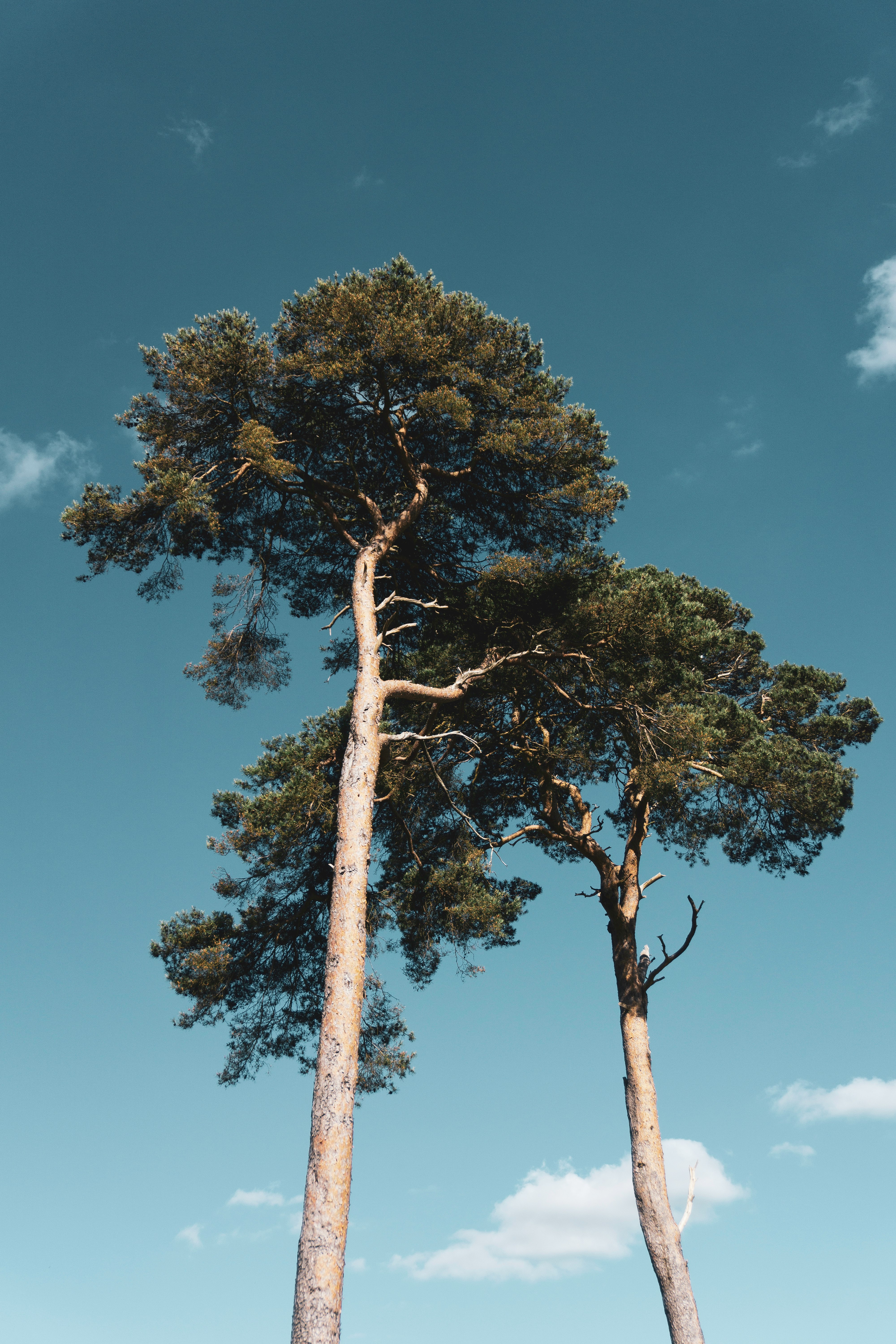 green tree under blue sky during daytime